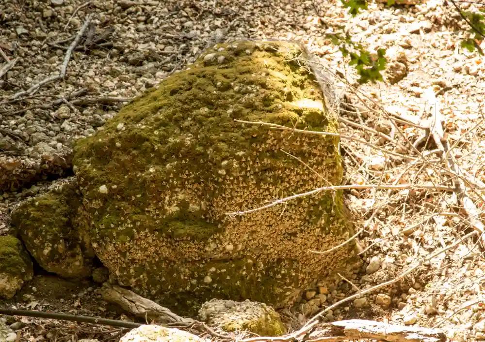 duża liczba motyli w Dolinie Motyli na Rodos.